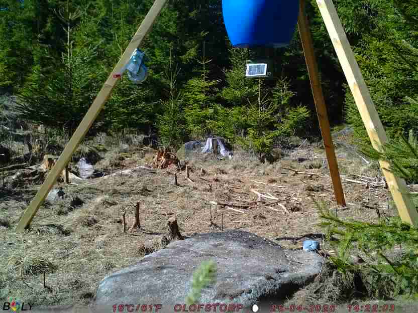 Bild från STORATRÄA