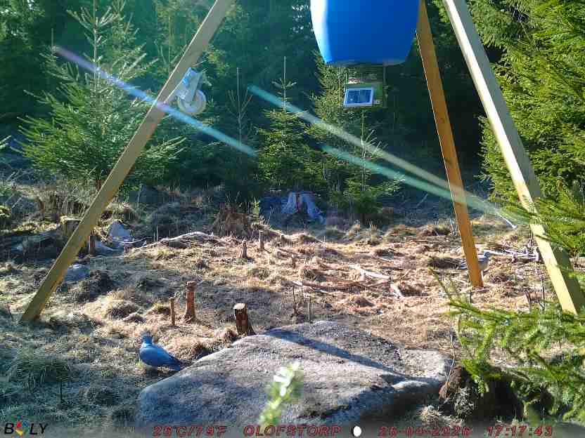 Bild från STORATRÄA