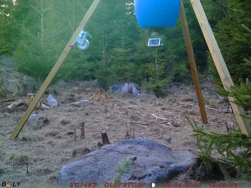 Bild från STORATRÄA