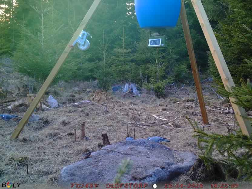 Bild från STORATRÄA