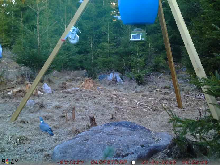 Bild från STORATRÄA