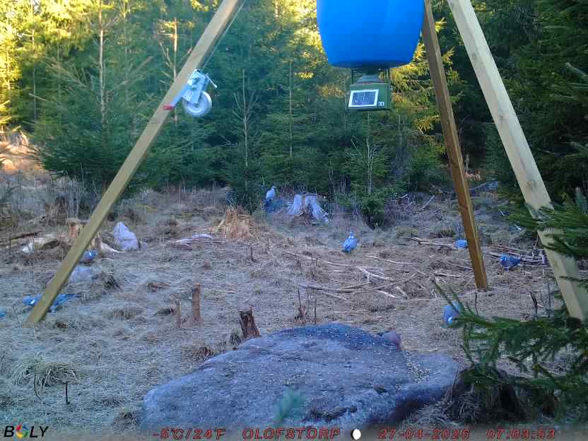 Bild från STORATRÄA