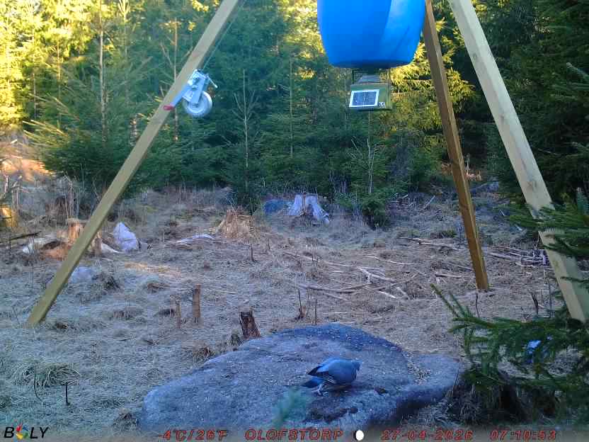 Bild från STORATRÄA
