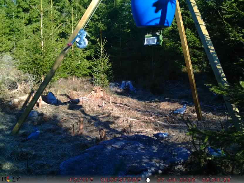 Bild från STORATRÄA