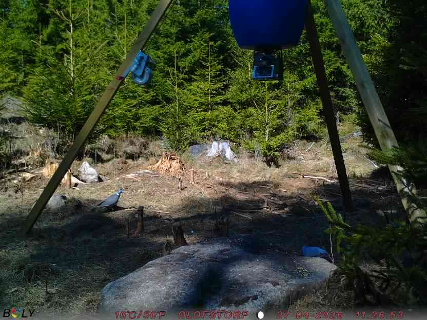 Bild från STORATRÄA