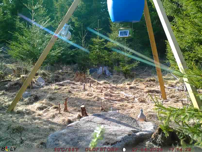 Bild från STORATRÄA