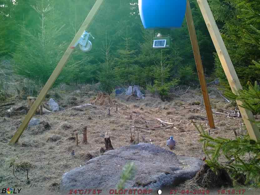 Bild från STORATRÄA