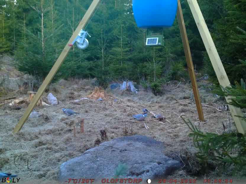 Bild från STORATRÄA