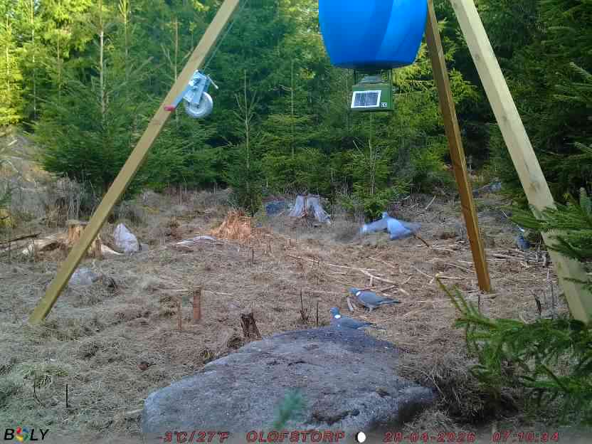 Bild från STORATRÄA