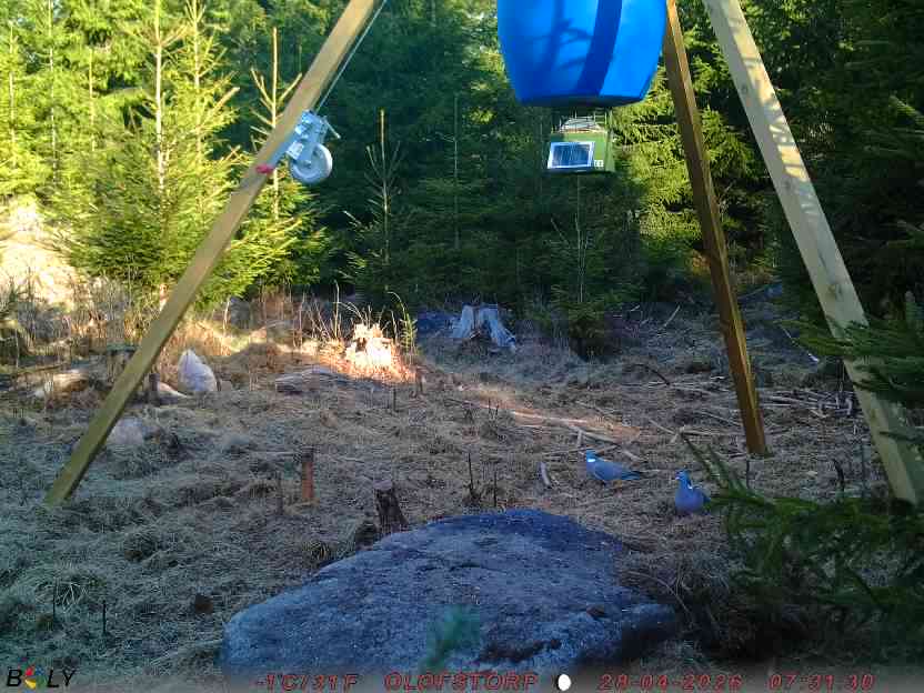 Bild från STORATRÄA