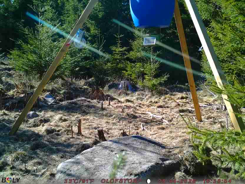 Bild från STORATRÄA