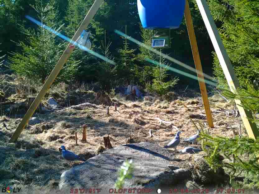 Bild från STORATRÄA