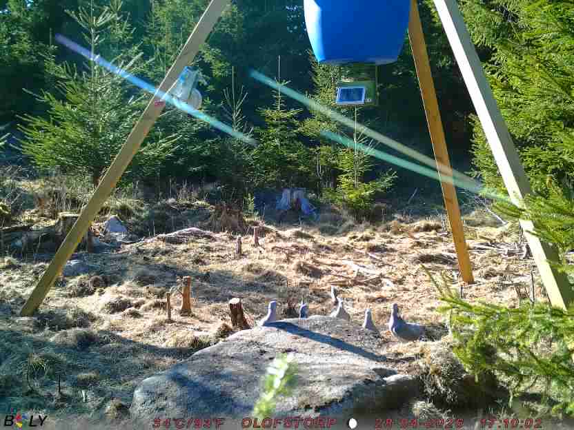 Bild från STORATRÄA