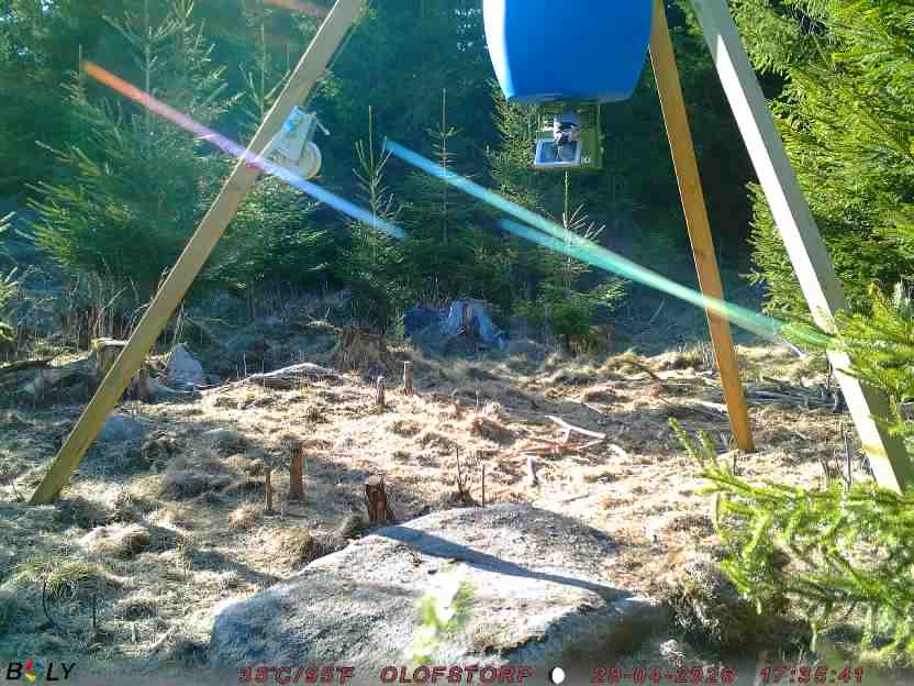 Bild från STORATRÄA