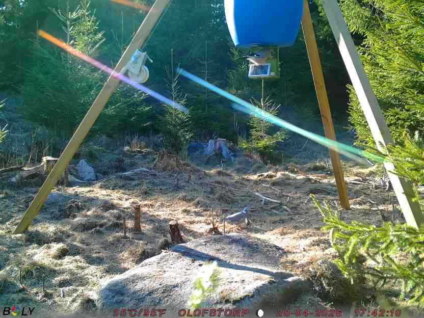 Bild från STORATRÄA