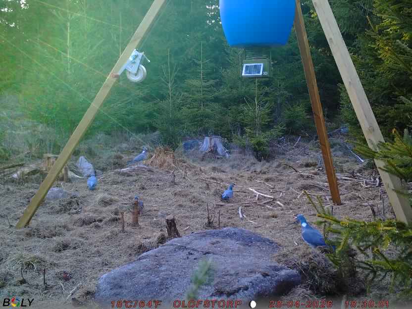 Bild från STORATRÄA
