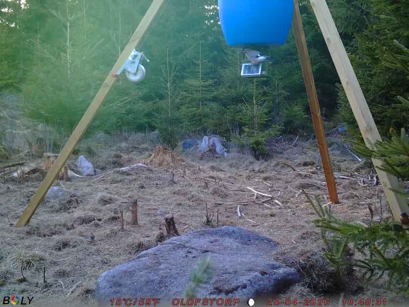 Bild från STORATRÄA