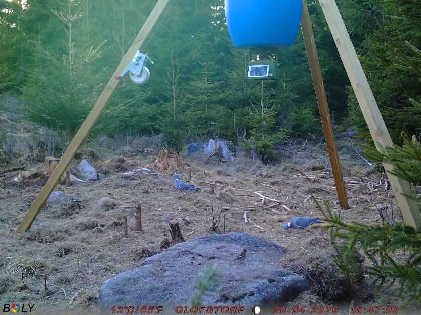 Bild från STORATRÄA