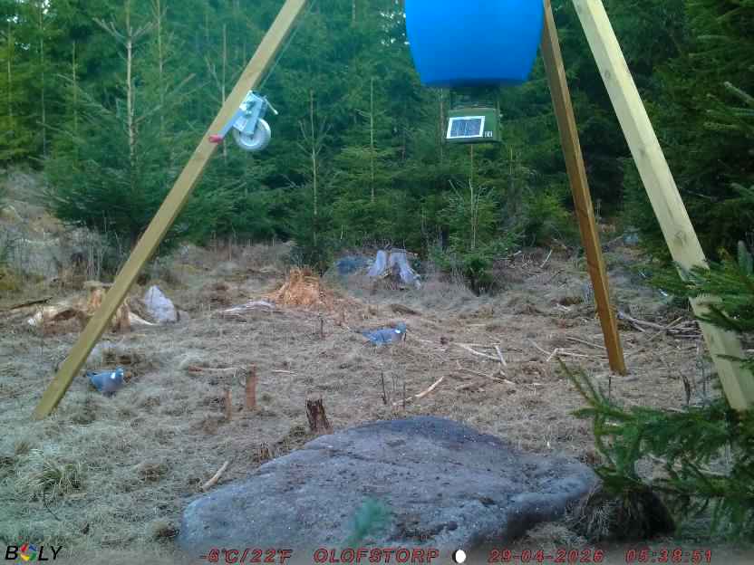 Bild från STORATRÄA