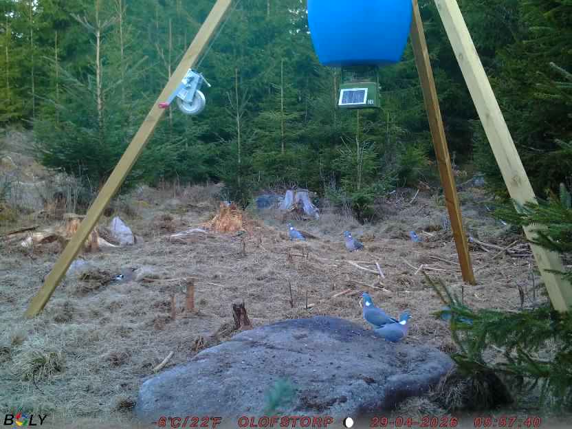 Bild från STORATRÄA