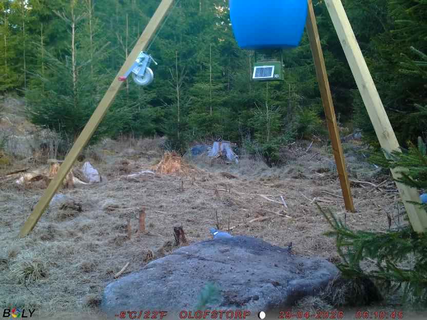 Bild från STORATRÄA