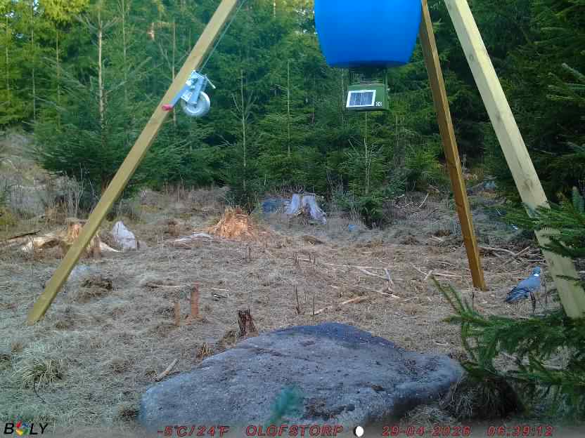 Bild från STORATRÄA