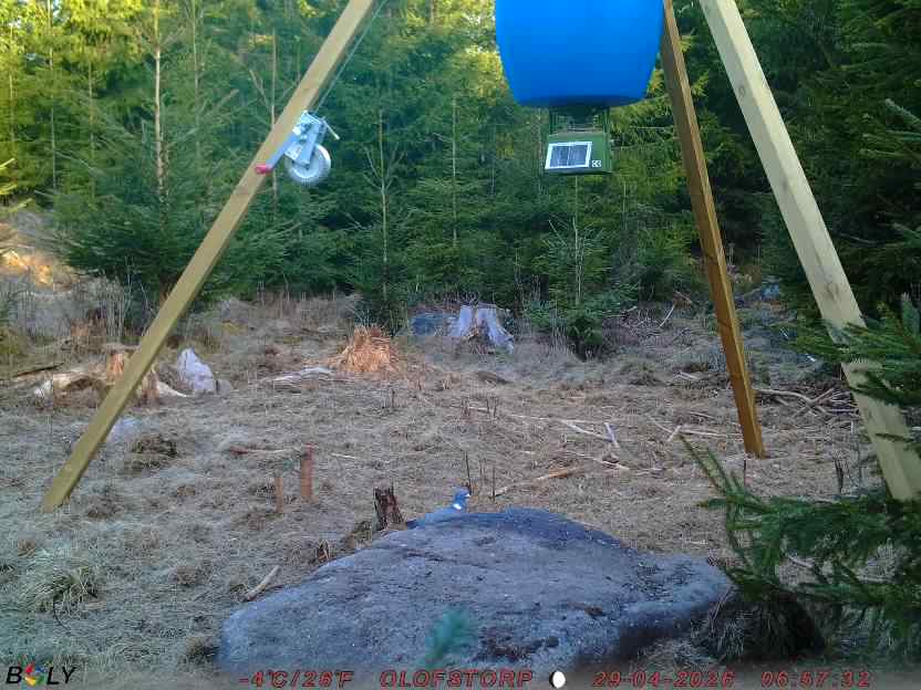 Bild från STORATRÄA