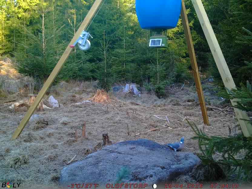 Bild från STORATRÄA