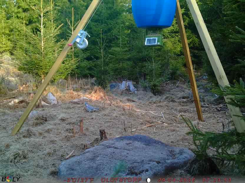 Bild från STORATRÄA