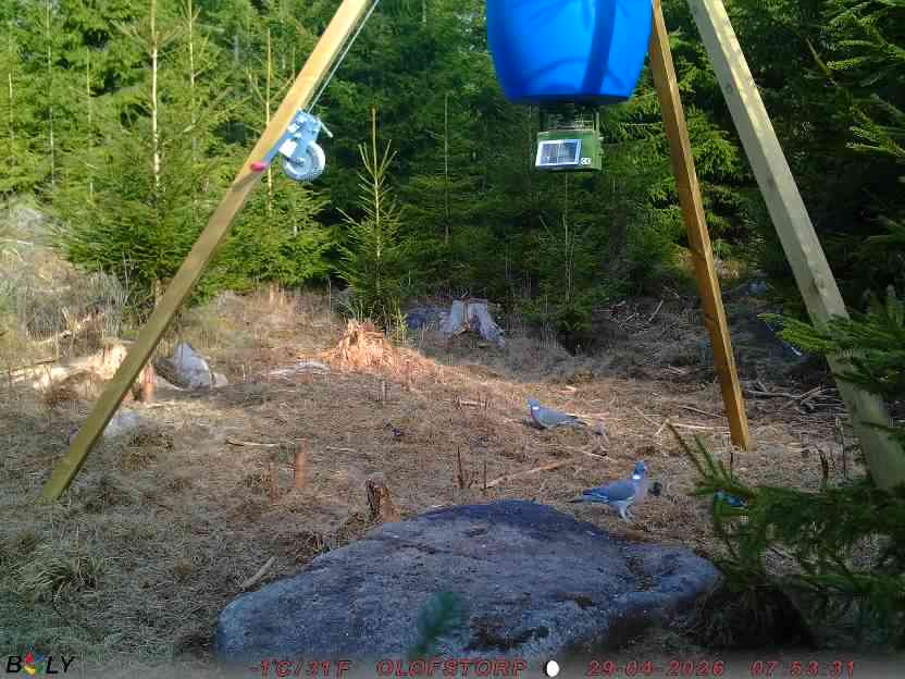Bild från STORATRÄA