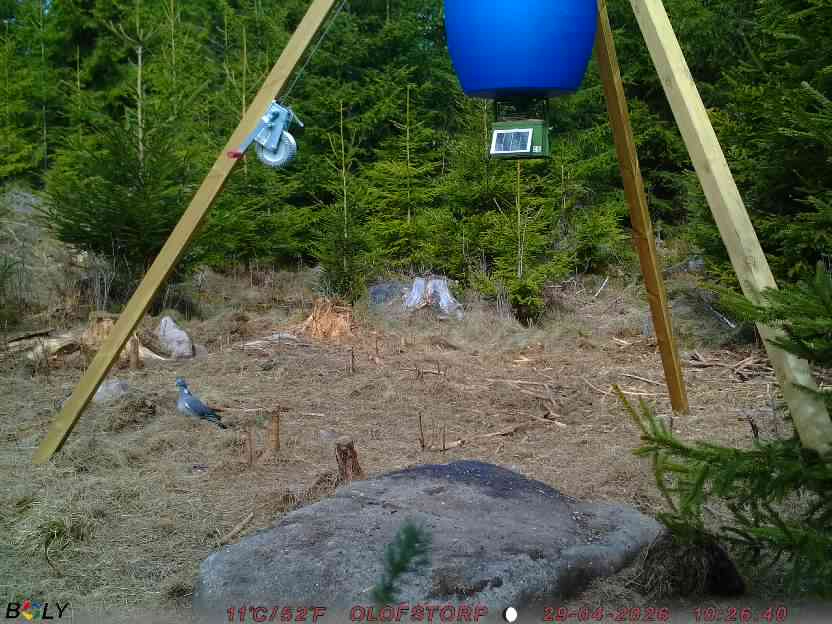 Bild från STORATRÄA