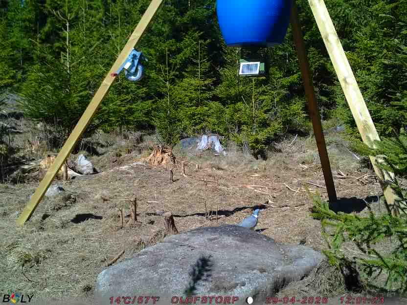 Bild från STORATRÄA