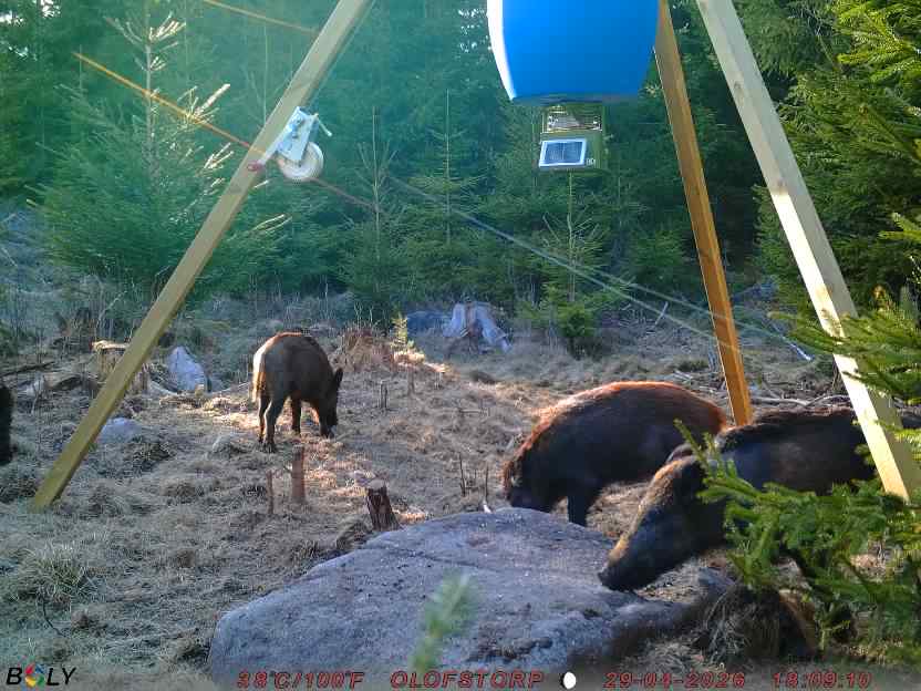 Bild från STORATRÄA