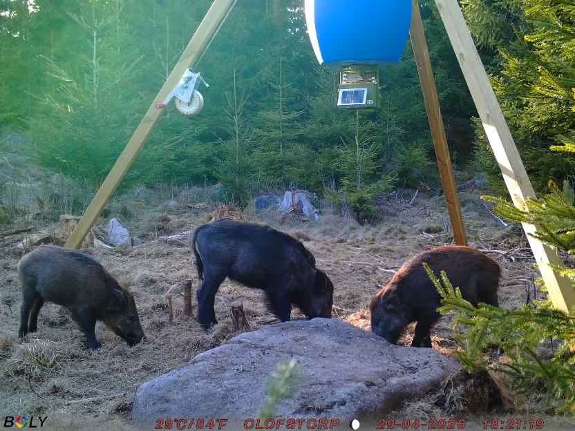 Bild från STORATRÄA