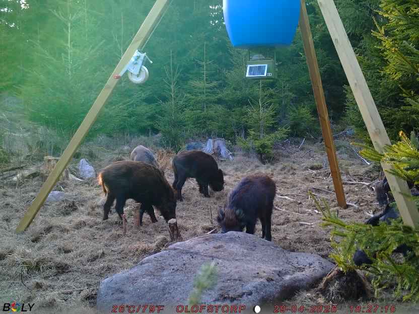 Bild från STORATRÄA