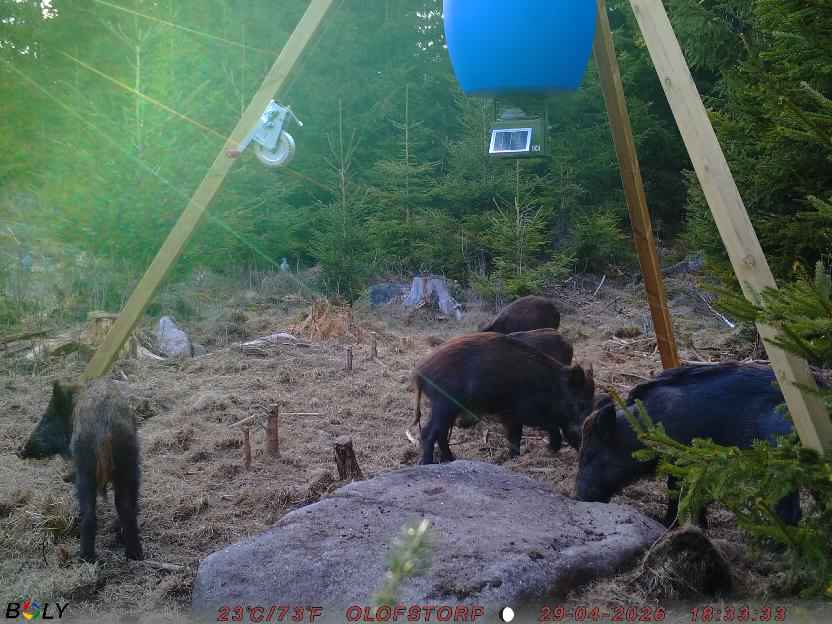 Bild från STORATRÄA