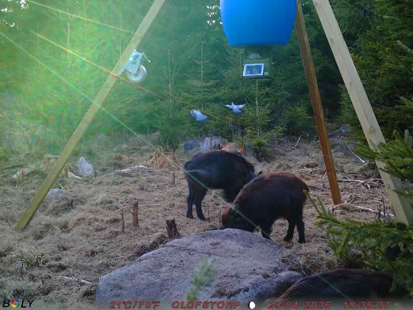 Bild från STORATRÄA