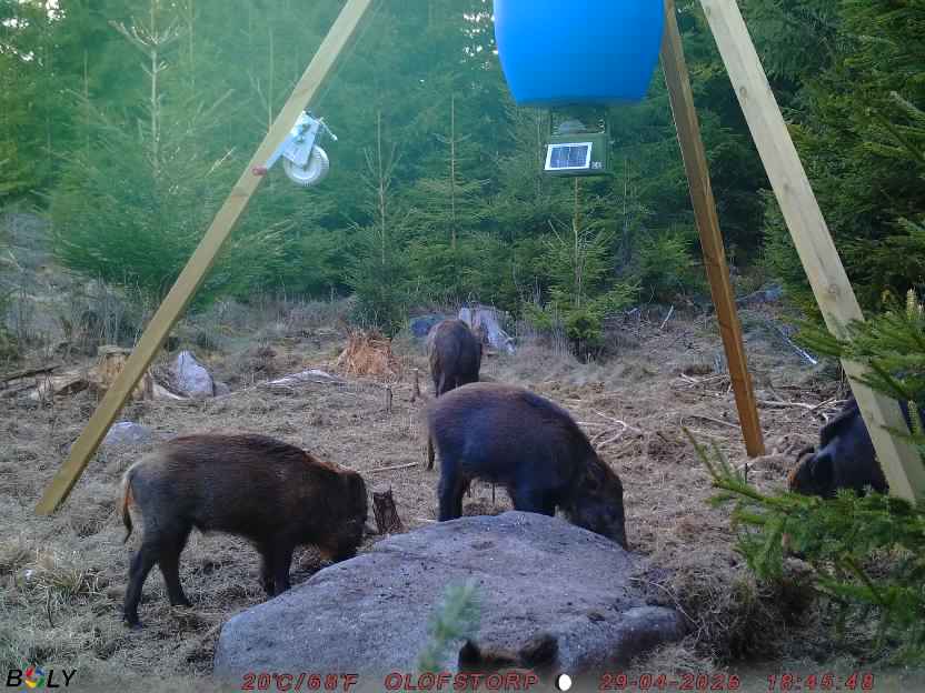 Bild från STORATRÄA