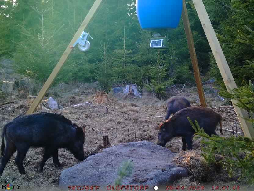 Bild från STORATRÄA