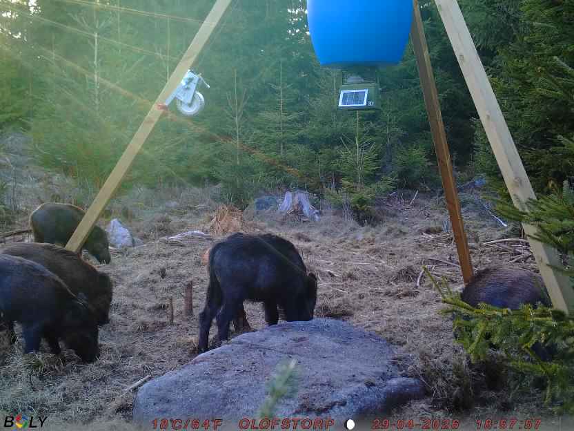 Bild från STORATRÄA