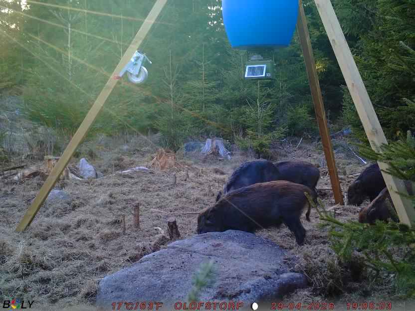 Bild från STORATRÄA