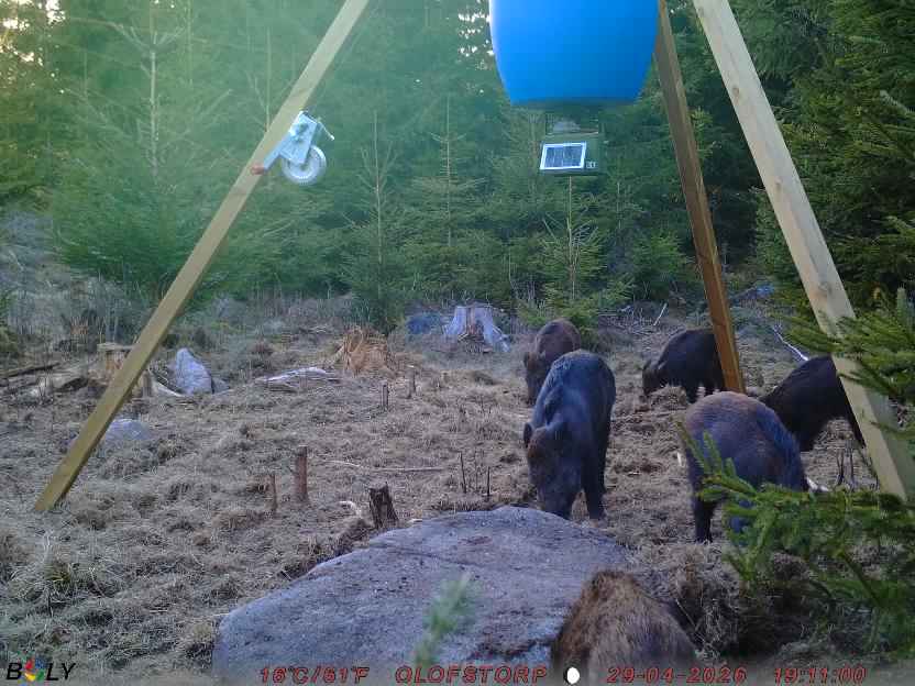 Bild från STORATRÄA