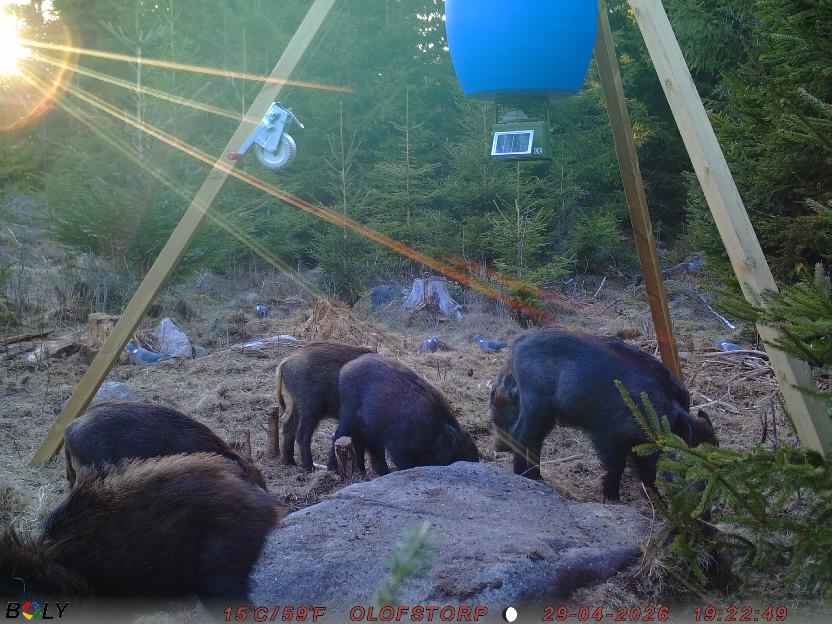 Bild från STORATRÄA