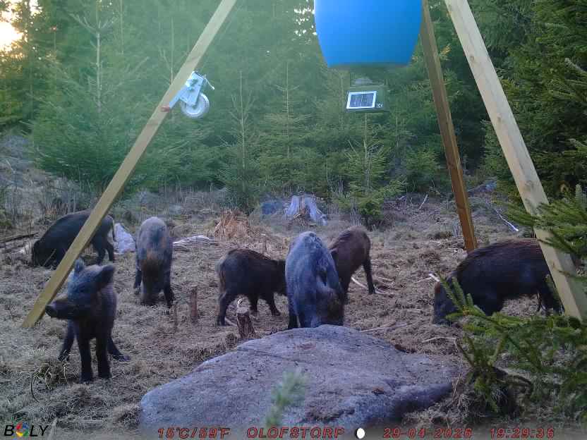 Bild från STORATRÄA