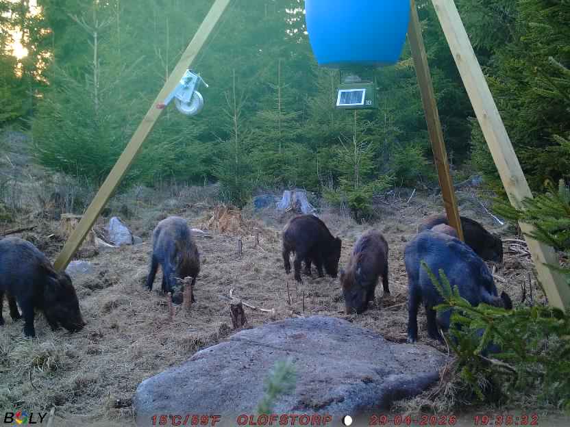 Bild från STORATRÄA