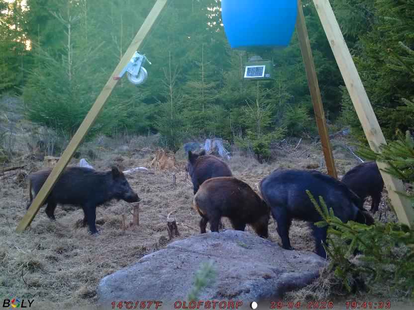Bild från STORATRÄA