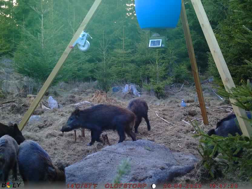 Bild från STORATRÄA