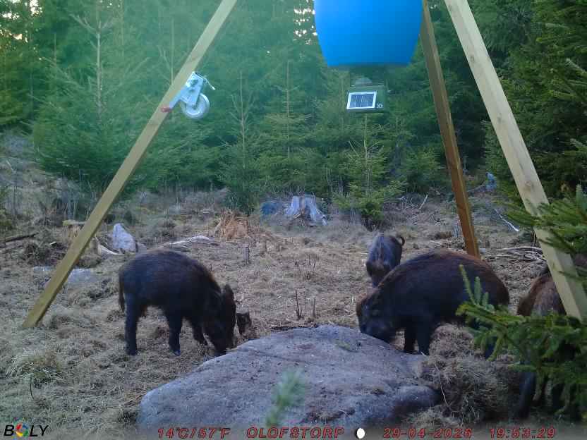 Bild från STORATRÄA