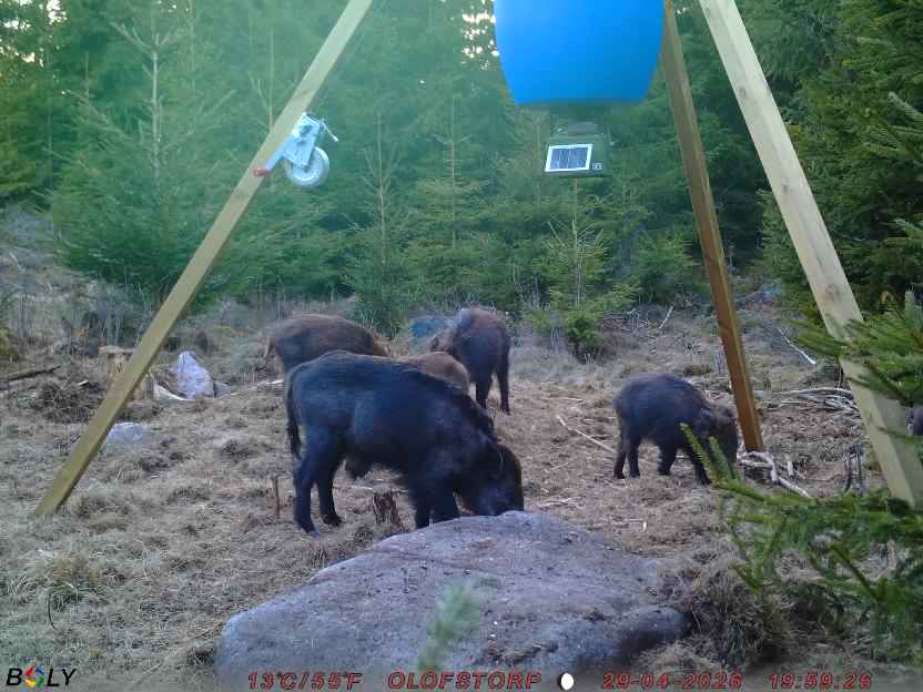 Bild från STORATRÄA