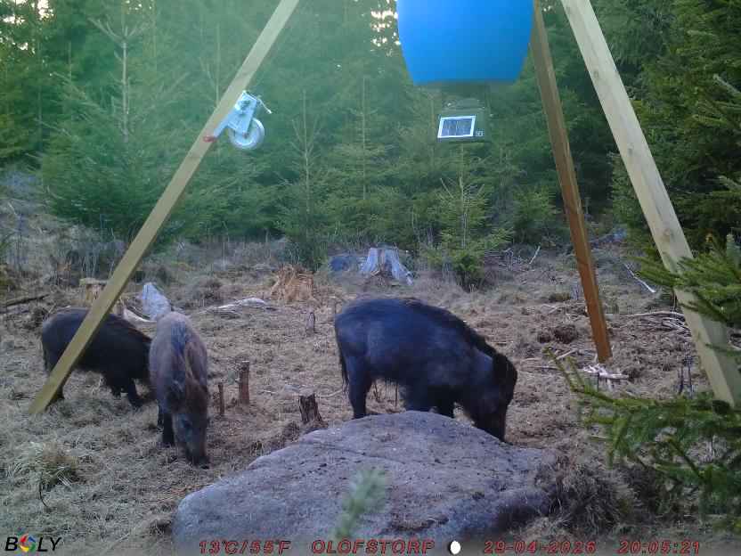 Bild från STORATRÄA